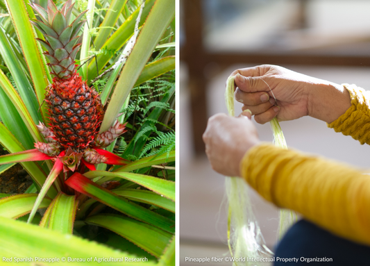 Red Spanish Pineapple © Bureau of Agricultural Research Pineapple fiber ©World Intellectual Property Organization